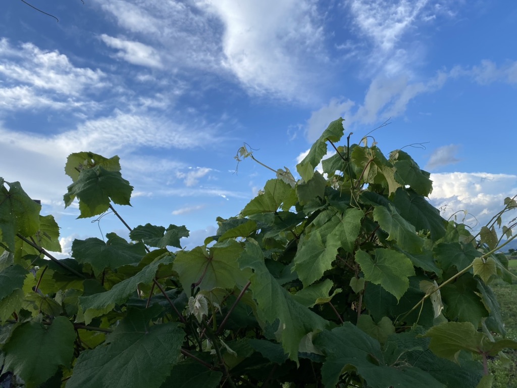 盛岡市にあるコレコウジツの山葡萄畑と空
